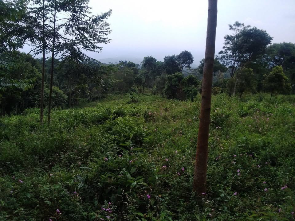 Tanah Kebun