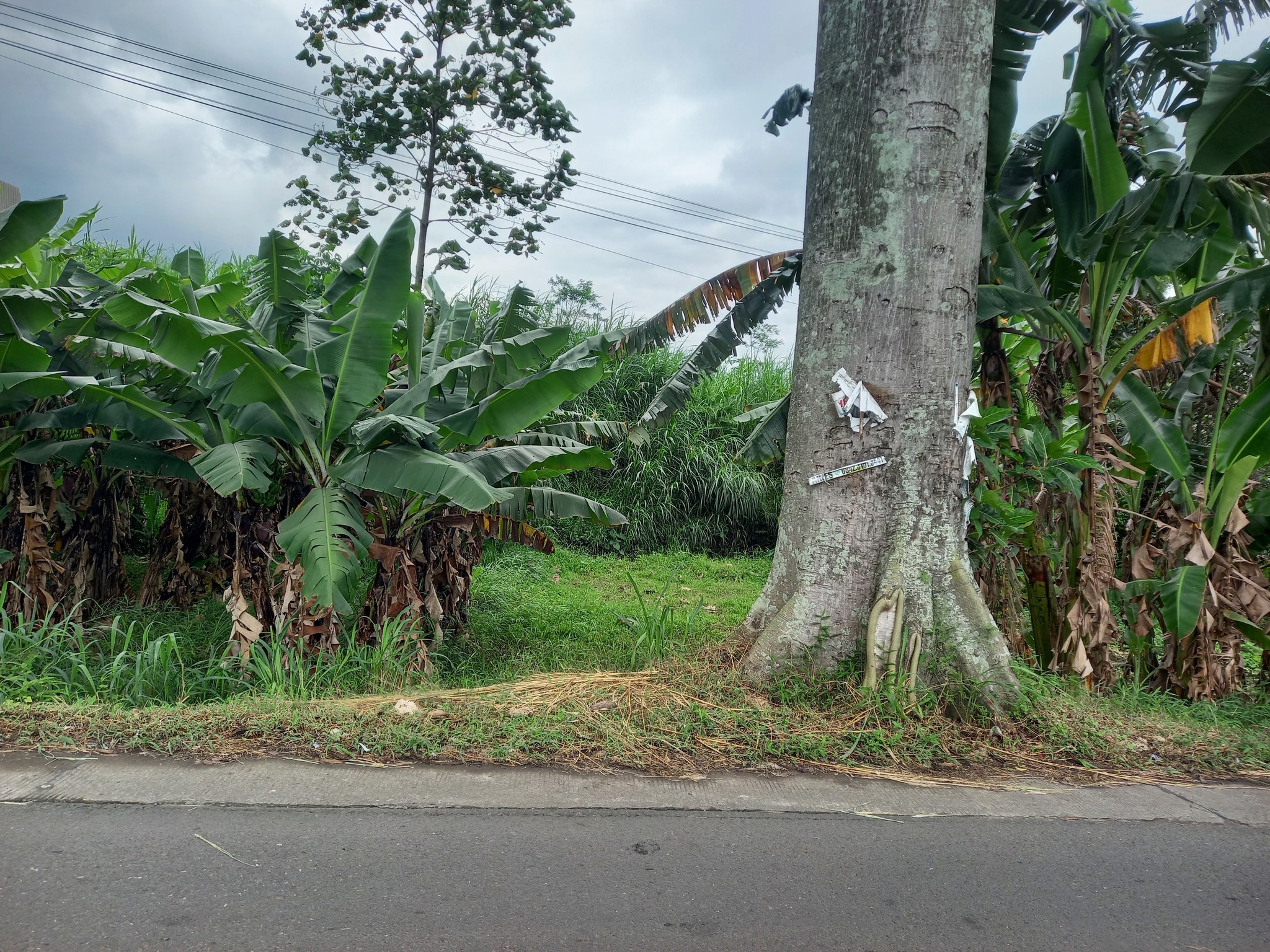 Tanah Pinggi Jalan
