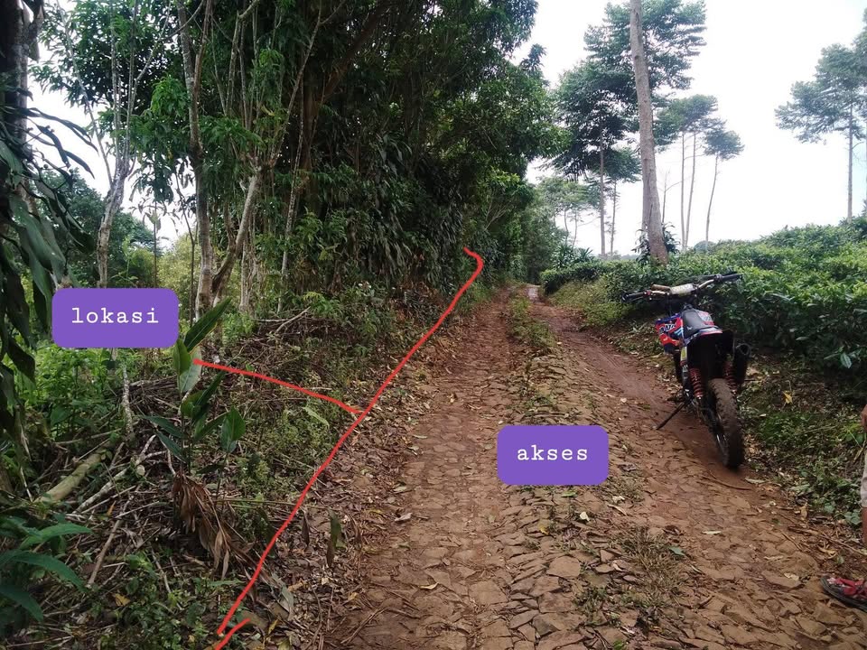 Tanah Kebun